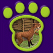 American Standard Red Fox thumbnail