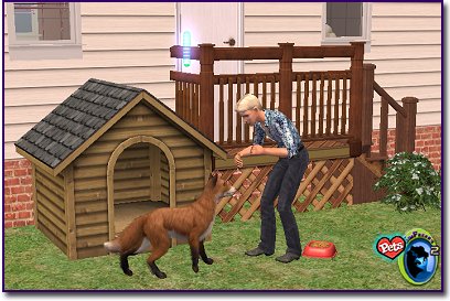 American Standard Red Fox engaged with a sim in the backyard near his dog house.