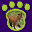 American Toy Red Fox Thumbnail