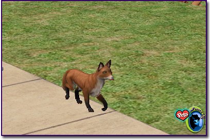 American Toy Red Fox