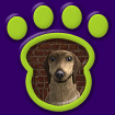 Thumnbail of an Afghan Hound in a pawprint icon