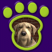 Airedale thumbnail