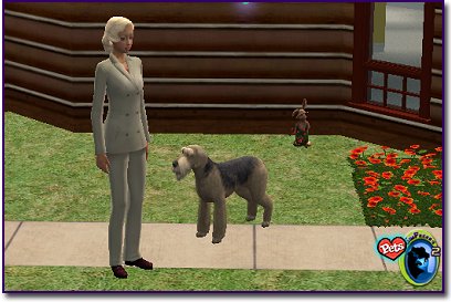 Airedale standing by a sim outside.