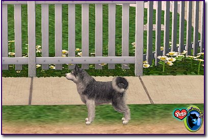 Alaskan Klee Kai Black & White on a sidewalk by a white picket fence
