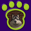 Alaskan Klee Kai - Black & White thumbnail