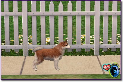 Alaskan Klee Kai Red & White on a sidewalk by a white picket fence