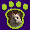 Alaskan Klee Kai - White thumbnail
