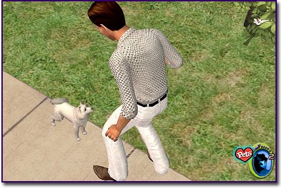 A sim talking to an Alaskan Klee Kai - White Dog
