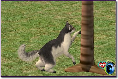 Longhaired grey and white cat with black feet and bright green eyes standing on grass