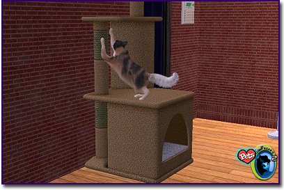 Calico longhaired cat climbing and stretching on a cat tower indoors