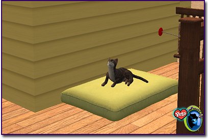 Brown tabby cat standing alert on a sidewalk outdoors