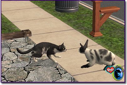 Cat facing a rabbit on a sidewalk