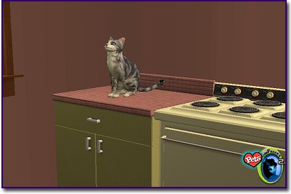 Silver tabby cat sitting on a kitchen counter next to a stove