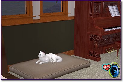 White longhaired angora cat sitting indoors