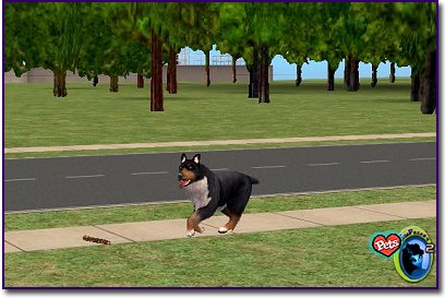 Aussie Shepherd Tri-Color Walking on a sidewalk near a wooded area.