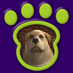 Bearded Collie - Sable thumbnail
