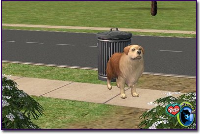 Bearded Collie - Sable Standing near trashcan outside.