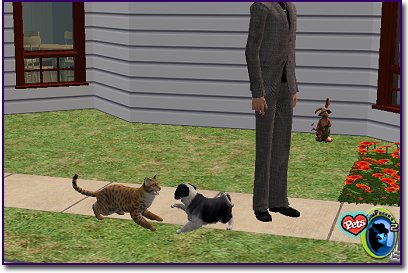 Tiger-striped cat crouching and preparing to pounce on a small puppy outdoors