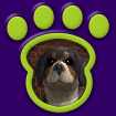 Bernese Mountain Dog thumbnail