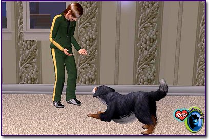 Bernese Mountain Dog playing with sims