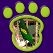 Green Parrot (Bird 2)