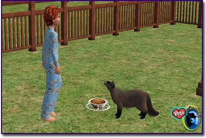 Black-footed ferret standing on grass looking up at a child near a food bowl