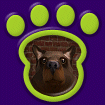 Brown Bear thumbnail