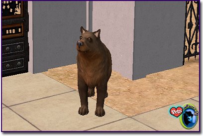Brown Bear standing by front door.