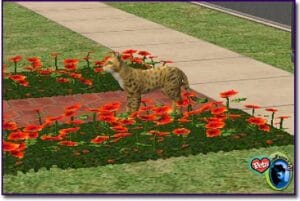 Sims 2 Cats Are Here