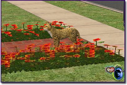 Cheetah-patterned cat standing in a bed of red flowers near a sidewalk