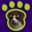 Collie - Blue Merle thumbnail