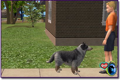 Collie - Blue Merle looking at boy