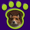 Collie - Sable & White thumbnail