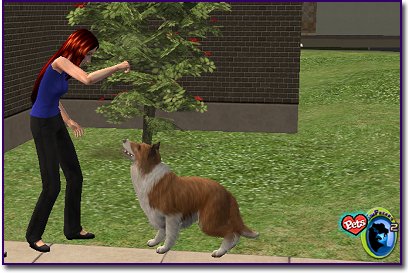 Collie - Sable & White begging for treats
