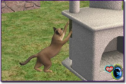 Cougar-colored cat standing on hind legs and scratching a stone structure outdoors