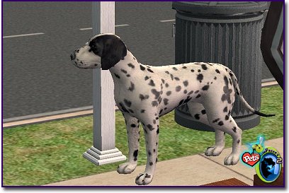 Dalmatian Alternate