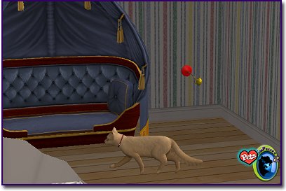 Light tan cat walking indoors near a blue tufted couch while a toy hangs nearby