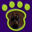 Doberman thumbnail