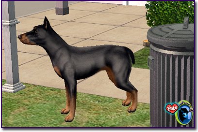 Doberman