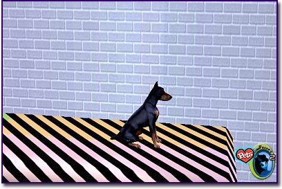 Doberman Toy Black & Tan sitting on a striped bed.