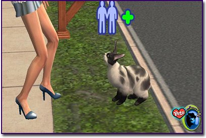 Black and white Dutch bunny-patterned cat looking up at a person standing on a sidewalk