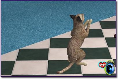 Spotted Savannah cat standing upright on hind legs on a tiled floor near a pool