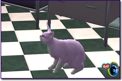 Light pink cat with bunny-like features standing on a tiled kitchen floor