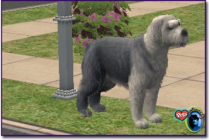 English Sheep Dog