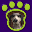 English Spaniel - Dove thumbnail