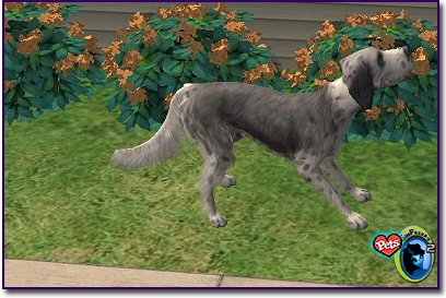 English Spaniel - Dove