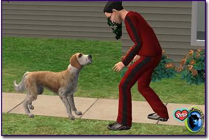 English Water Spaniel playing with female sim