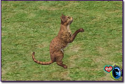 Dark striped cat standing on hind legs in the grass near a modern building