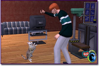 Desert spotted Exotic Shorthair cat standing on hind legs reaching toward a person holding an object indoors