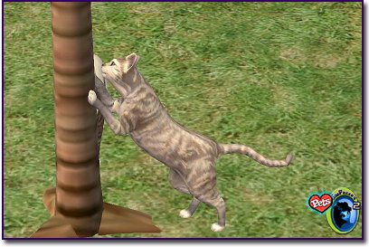 Frost tortie Exotic Shorthair cat face inside a green pawprint icon